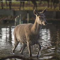 Buy canvas prints of First deer to cross the water by Kevin White
