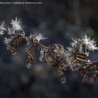 Buy canvas prints of Natures ice  jewelles by Kevin White