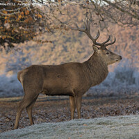 Buy canvas prints of Portrait of a Deer stag by Kevin White