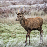 Buy canvas prints of Young stag on the move by Kevin White