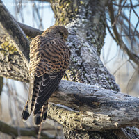 Buy canvas prints of Female Kestrel braving the frost by Kevin White
