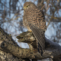 Buy canvas prints of Kestrel in the morning sun by Kevin White