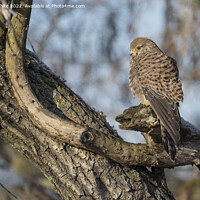 Buy canvas prints of Kestrel sitting on old dead tree by Kevin White