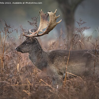 Buy canvas prints of Fallow deer walking through the long dead grasses by Kevin White