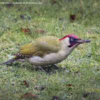 Buy canvas prints of Green woodpecker on Christmas day by Kevin White