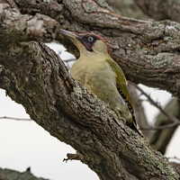 Buy canvas prints of Green woodpecker resting in a tree by Kevin White