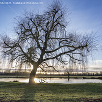 Buy canvas prints of Spectacular January sunrise at Bushy Park by Kevin White