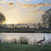 Buy canvas prints of Egyptian goose and sunrise by Kevin White