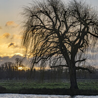Buy canvas prints of Winter sunrise with willow tree silhouette by Kevin White
