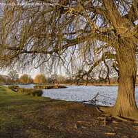 Buy canvas prints of Grand old weeping willow tree catches the morning winter sun by Kevin White