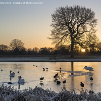Buy canvas prints of Swan and Coots inspecting edge of thin ice by Kevin White