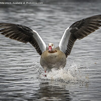 Buy canvas prints of Egyptian goose crash landing by Kevin White