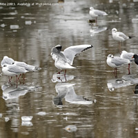 Buy canvas prints of Moorhen and Seagulls on thin ice by Kevin White