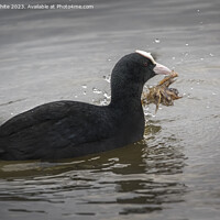Buy canvas prints of Coot harvesting nesting material by Kevin White