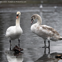 Buy canvas prints of Adult mute swan experiencing thin ice with juvenile by Kevin White