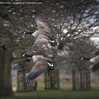 Buy canvas prints of Three Canadian geese flying past by Kevin White