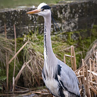 Buy canvas prints of Grey Heron on the lookout for food by Kevin White