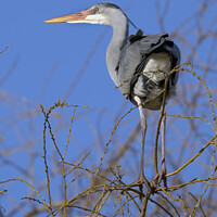 Buy canvas prints of Grey heron balancing high on thin branches by Kevin White