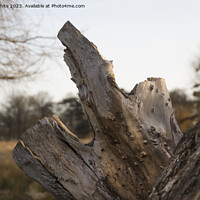 Buy canvas prints of Rugged dead tree stump by Kevin White
