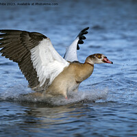 Buy canvas prints of The goose has landed by Kevin White