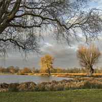 Buy canvas prints of First February sun at Bushy Park Surrey by Kevin White