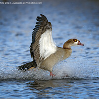 Buy canvas prints of Egyptian goose landing with a splash by Kevin White