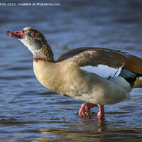 Buy canvas prints of Egyptian goose playing with water by Kevin White