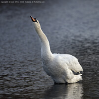 Buy canvas prints of Swan making a trumpet sound by Kevin White