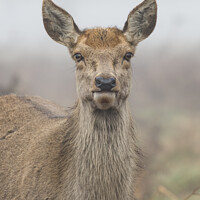 Buy canvas prints of Female deer staring at camera by Kevin White