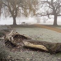 Buy canvas prints of Old rotting fallen Weeping Willow tree by Kevin White
