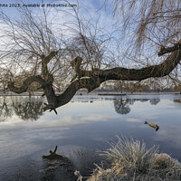 Buy canvas prints of Old Weeping Willow tree branch reaching out over pond by Kevin White
