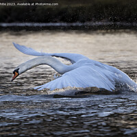 Buy canvas prints of Swan skimming and splashing across the lake by Kevin White