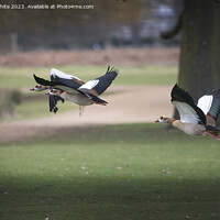 Buy canvas prints of Flying through the park by Kevin White