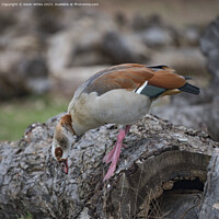 Buy canvas prints of Egyptian goose foraging for food on old log by Kevin White