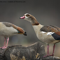 Buy canvas prints of Male and Female Egyptian geese sitting on old log by Kevin White