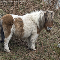 Buy canvas prints of Fluffy cute pony on Dartmoor by Kevin White