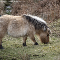 Buy canvas prints of Long hair on the Dartmoor pony by Kevin White