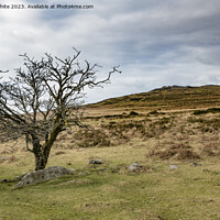 Buy canvas prints of Tree surviving the Dartmoor harsh landscape by Kevin White
