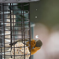 Buy canvas prints of Red robin getting a surprise drip from melting snow by Kevin White