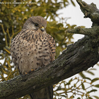 Buy canvas prints of Common Kestrel female sitting in old tree by Kevin White