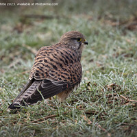 Buy canvas prints of Female Common Kestrel on the ground by Kevin White