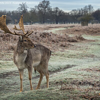 Buy canvas prints of Young male deer with impressive antlers by Kevin White