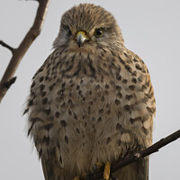 Buy canvas prints of Portrait of a Common Kestrel by Kevin White