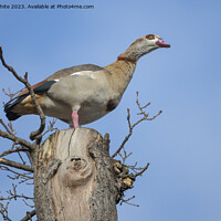 Buy canvas prints of Egyptian goose  has the advantage of watching from high up a tre by Kevin White