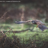 Buy canvas prints of Kestrel flying in for the kill by Kevin White