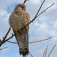 Buy canvas prints of Common Kestrel enjoying the morning sun by Kevin White