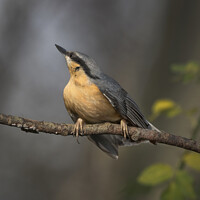 Buy canvas prints of Nuthatch has spotted something further up the tree by Kevin White