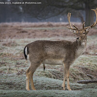 Buy canvas prints of Young stag has spotted a female deer by Kevin White