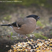Buy canvas prints of Female Bullfinch feeding from food on the ground by Kevin White