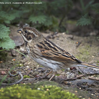 Buy canvas prints of Female Reed Bunting by Kevin White